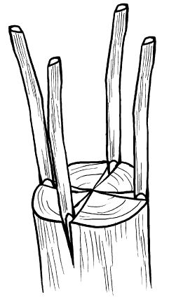Галина Серикова - Прививка плодовых деревьев: распространенные ошибки и секреты...