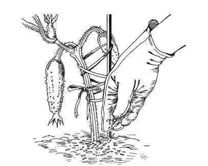 Елена Шкитина - Выращивание основных видов овощных культур. Технология богатых...