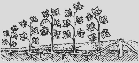 Николай Звонарев - Крыжовник. Сажаем, выращиваем, заготавливаем