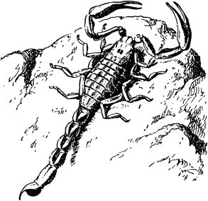 Жан-Анри Фабр - Жизнь насекомых. Рассказы энтомолога