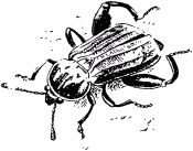 Жизнь насекомых. Рассказы энтомолога