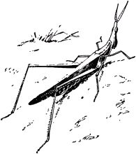 Жан-Анри Фабр - Жизнь насекомых. Рассказы энтомолога