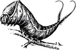 Жан-Анри Фабр - Жизнь насекомых. Рассказы энтомолога