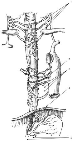 Коллектив авторов - Избранные лекции по факультетской хирургии: учебное пособие