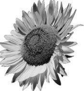 Сергей Гордеев - Тайные учения. Алхимия, гипноз и магия