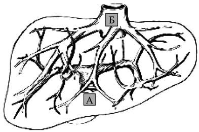 Коллектив авторов - Избранные лекции по факультетской хирургии: учебное пособие