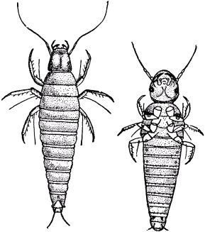 Жан-Анри Фабр - Жизнь насекомых. Рассказы энтомолога