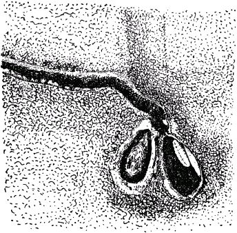 Жан-Анри Фабр - Жизнь насекомых. Рассказы энтомолога