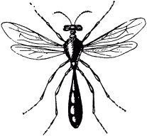 Жан-Анри Фабр - Жизнь насекомых. Рассказы энтомолога