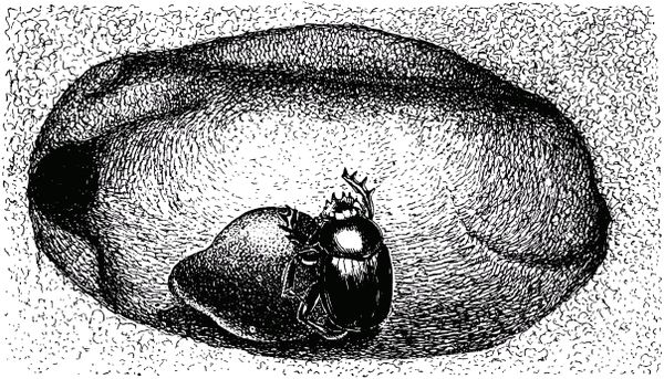 Жан-Анри Фабр - Жизнь насекомых. Рассказы энтомолога