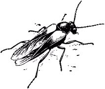 Жан-Анри Фабр - Жизнь насекомых. Рассказы энтомолога