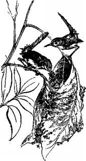 Джеральд Даррелл - Мясной рулет. ВСТРЕЧИ С ЖИВОТНЫМИ