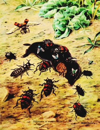 Жан-Анри Фабр - Жизнь насекомых. Рассказы энтомолога