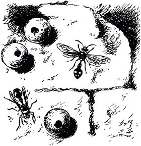 Жан-Анри Фабр - Жизнь насекомых. Рассказы энтомолога