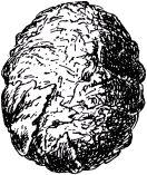 Жан-Анри Фабр - Жизнь насекомых. Рассказы энтомолога