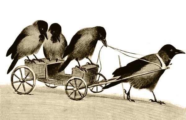 Владимир Дуров - Пернатые артисты