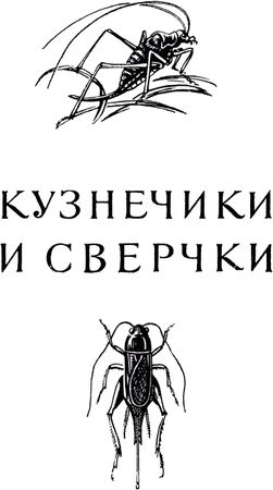 Жан-Анри Фабр - Жизнь насекомых. Рассказы энтомолога