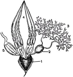 Жан-Анри Фабр - Жизнь насекомых. Рассказы энтомолога