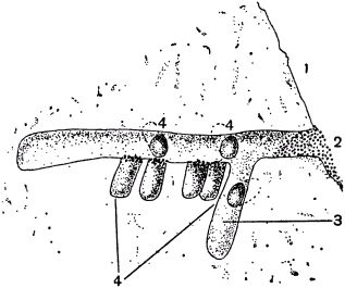 Жан-Анри Фабр - Жизнь насекомых. Рассказы энтомолога