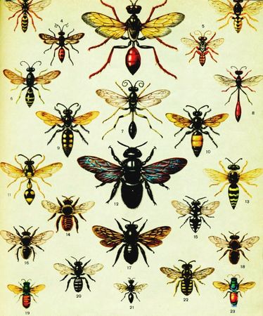 Жан-Анри Фабр - Жизнь насекомых. Рассказы энтомолога