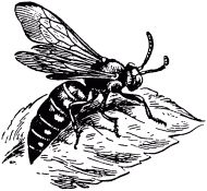 Жан-Анри Фабр - Жизнь насекомых. Рассказы энтомолога