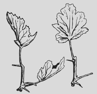 Николай Звонарев - Крыжовник. Сажаем, выращиваем, заготавливаем