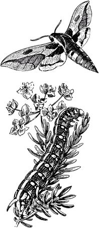 Жан-Анри Фабр - Жизнь насекомых. Рассказы энтомолога