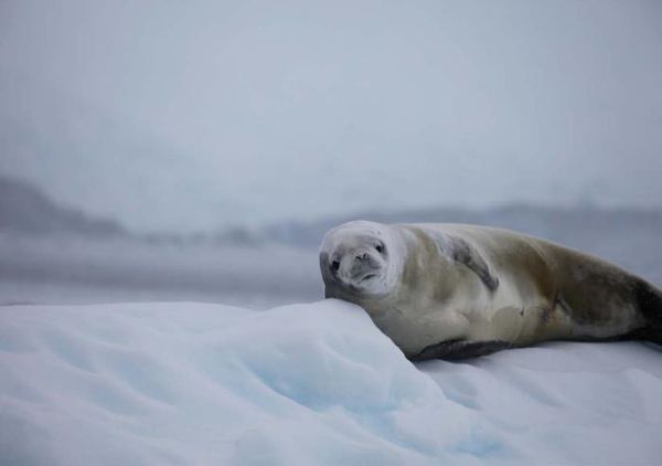 Владимир Ромашкин - Загадки исчезнувших цивилизаций. Часть I. Загадочная Антарктида
