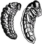 Жан-Анри Фабр - Жизнь насекомых. Рассказы энтомолога