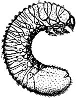 Жан-Анри Фабр - Жизнь насекомых. Рассказы энтомолога