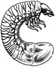 Жан-Анри Фабр - Жизнь насекомых. Рассказы энтомолога