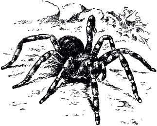 Жан-Анри Фабр - Жизнь насекомых. Рассказы энтомолога