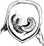 Жизнь насекомых. Рассказы энтомолога