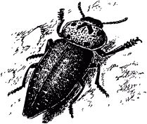 Жан-Анри Фабр - Жизнь насекомых. Рассказы энтомолога