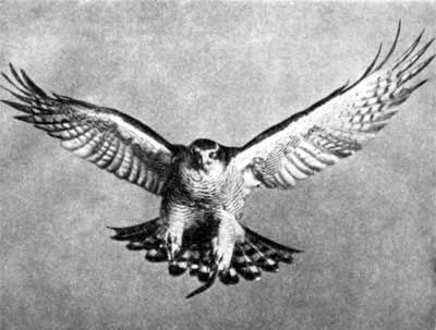 Игорь Акимушкин - Трагедия диких животных