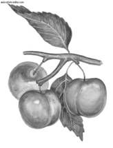 Ирина Иофина - Сбор и хранение урожая