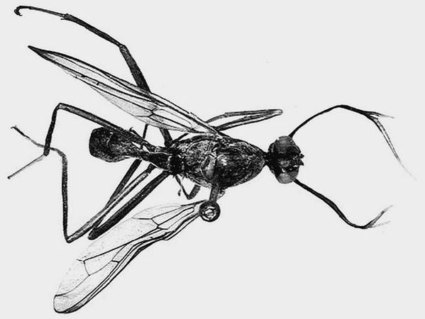 Анатолий Бернацкий - 100 великих рекордов животных