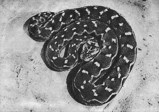 Игорь Акимушкин - Мир животных. Рассказы о змеях, крокодилах, черепахах,...