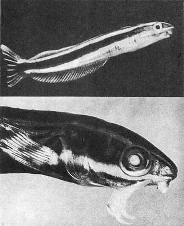 Игорь Акимушкин - Мир животных. Рассказы о змеях, крокодилах, черепахах,...