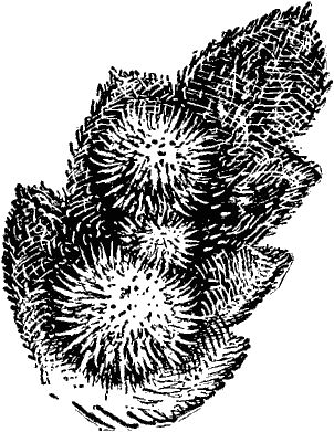 Виктор Гребенников - Тайны мира насекомых