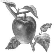 Ирина Иофина - Сбор и хранение урожая