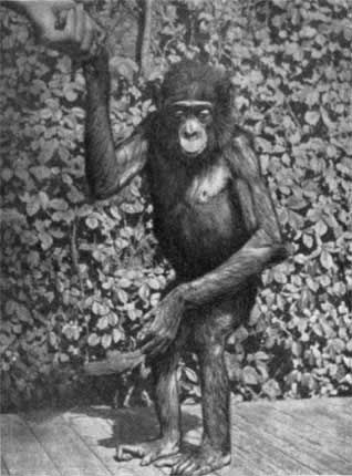 Игорь Акимушкин - Трагедия диких животных