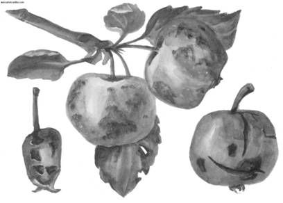 Ирина Иофина - Сбор и хранение урожая