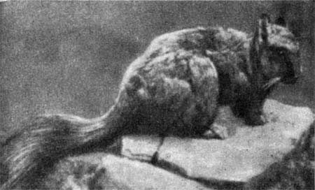 Игорь Акимушкин - Трагедия диких животных