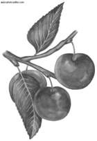 Ирина Иофина - Сбор и хранение урожая