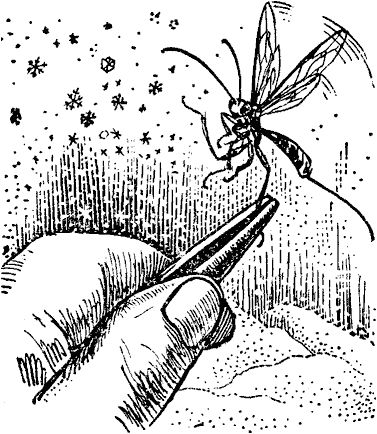 Виктор Гребенников - Тайны мира насекомых