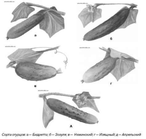 Ирина Иофина - Сбор и хранение урожая