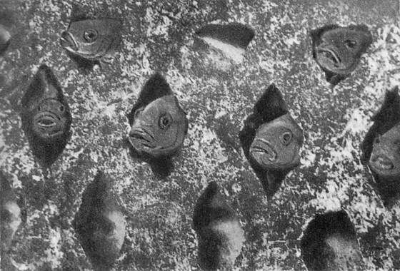 Игорь Акимушкин - Мир животных. Рассказы о змеях, крокодилах, черепахах,...