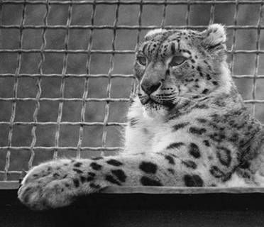 Галина Гальперина, Людмила Смирнова и др. - Рекорды в мире животных