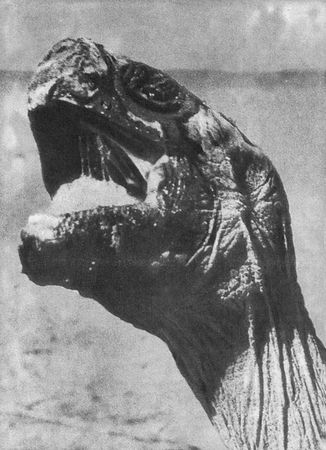 Игорь Акимушкин - Мир животных. Рассказы о змеях, крокодилах, черепахах,...